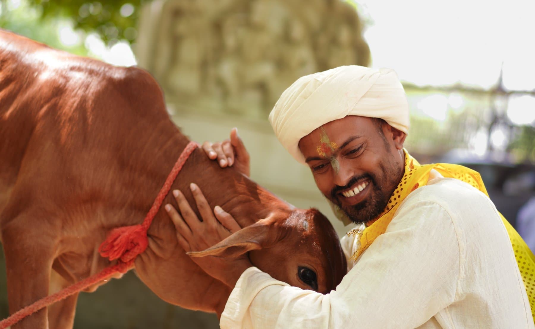 HH Paramguruji with a calf at the goshala